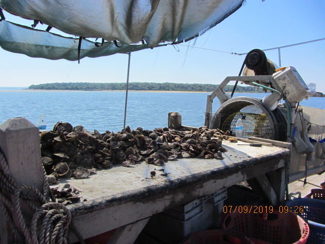 Oysters on sorting table on shellfish barge